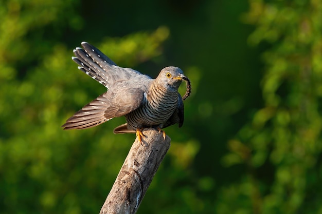 Gemeenschappelijke koekoek etend insect op boom in de zomer natuur