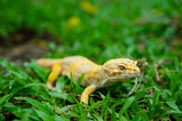 Gemeenschappelijke luipaardgekko op de grond