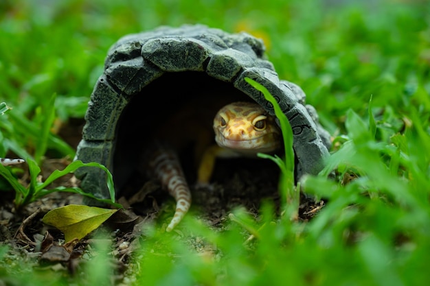 Gemeenschappelijke luipaardgekko op de grond