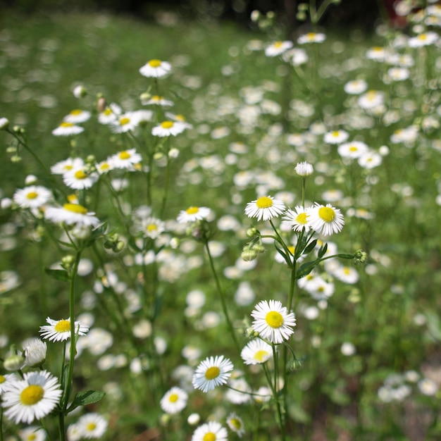 Gemeenschappelijke madeliefjeplant Bellis perennis witte bloem