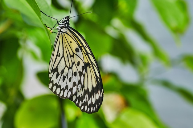 Gemeenschappelijke Mime Swallowtail Aziatische vlinder op groen blad
