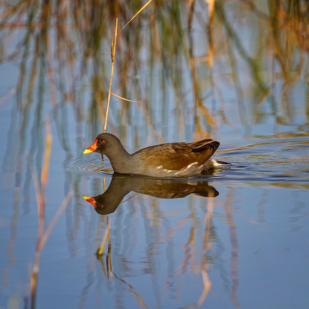 Foto gemeenschappelijke moorhen of moeras kip gallinula chloropus drijvend op het water