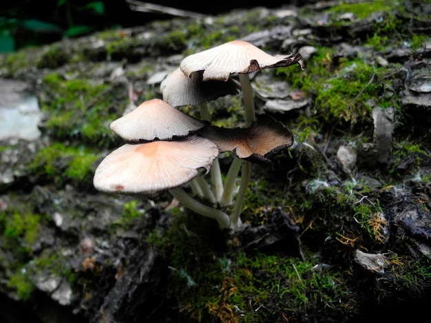 Gemeenschappelijke motorkap Mycena-schimmels