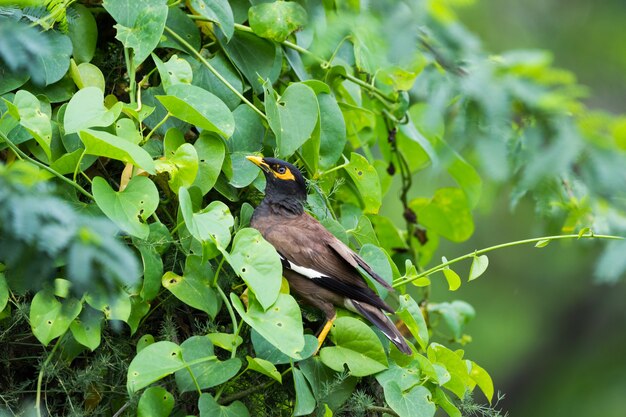 Gemeenschappelijke Myna Acridotheres tristis of Indiase myna ook gespeld mynah van de familie Sturnidae