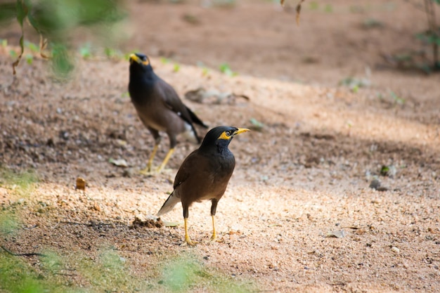 Gemeenschappelijke myna acridotheres tristis of indiase myna ook gespeld mynah van de familie sturnidae