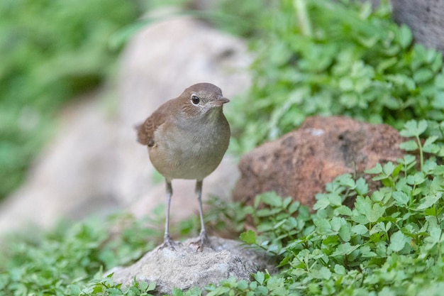 Gemeenschappelijke nachtegaal, rufous nachtegaal of nachtegaal (Luscinia megarhynchos) Malaga, Spanje