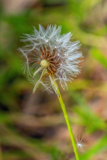 Gemeenschappelijke paardebloem een bloeiende plant in de familie Asteraceae