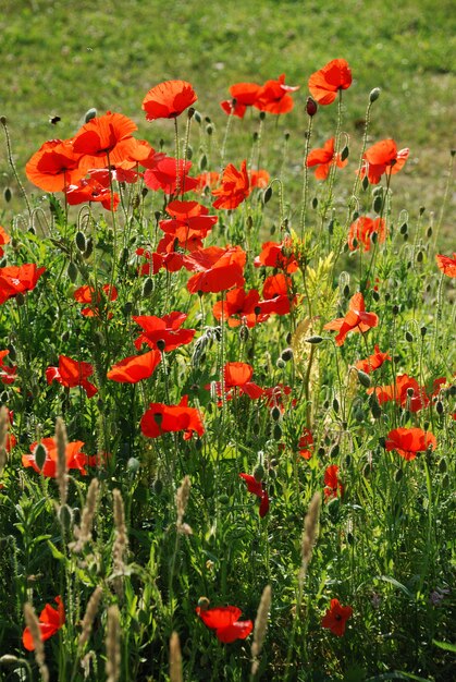 Gemeenschappelijke papavers in een tuin