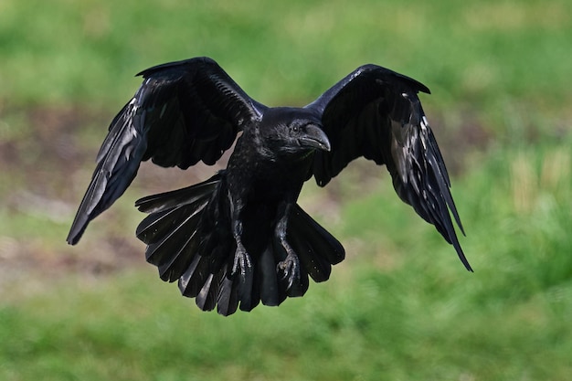 Gemeenschappelijke Raaf Corvus corax