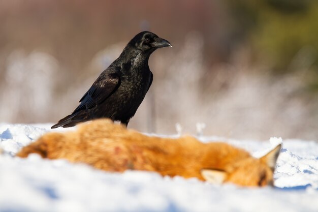 Gemeenschappelijke raaf die zich naast prooi in de winteraard bevindt