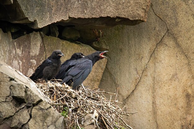 Gemeenschappelijke raaf juveniele kuikens die op nest in berghelling zitten en wachten