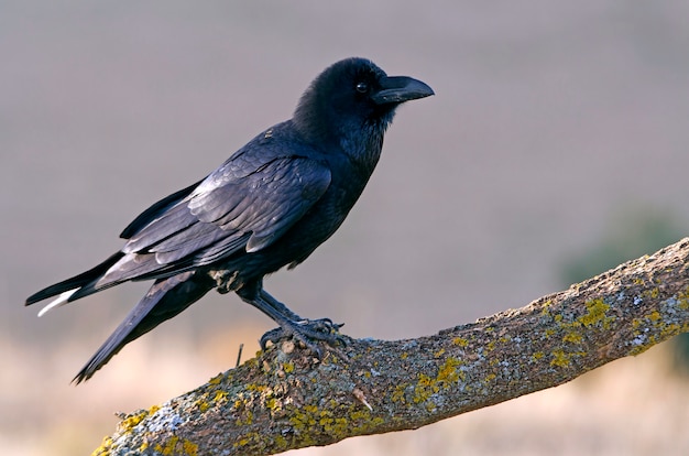 Gemeenschappelijke raaf met de eerste lichten van de dag, raaf, kraai, vogels, Corvus corax