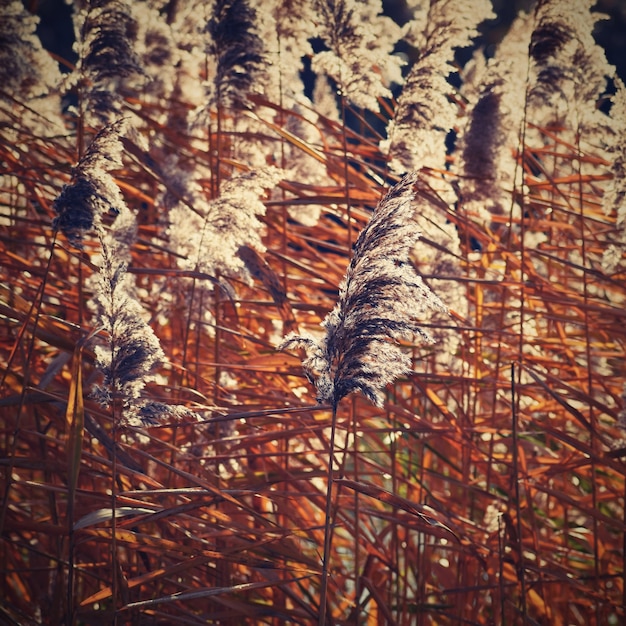 Gemeenschappelijke riet. mooie natuurlijke achtergrond met de zon. (phragmites australis)