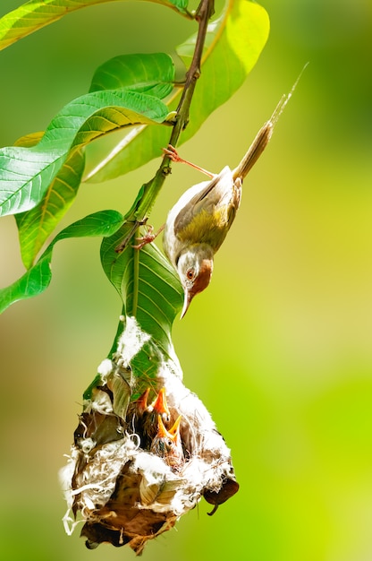 Gemeenschappelijke tailorbird het letten op kuikens bij nest op een boomtak. Deze moeder is te voorzichtig voor haar jongeren.