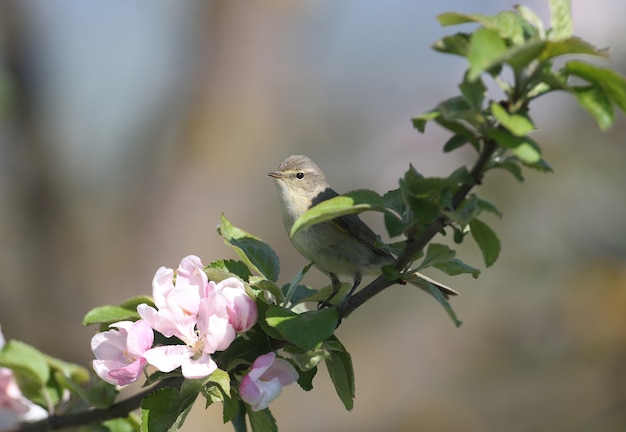 Gemeenschappelijke tjiftjaf (phylloscopus collybita) in zacht zonlicht op de takken van een bloeiende wilde appelboom