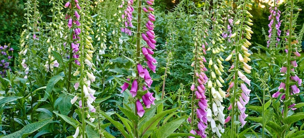 Gemeenschappelijke vingerhoedskruid bloemplanten of Digitalis purpurea groeien en bloeien in een botanische tuin op een lentedag Close-up van de natuur in een bos met selectieve focus op Fairy Bells stengels en bladeren