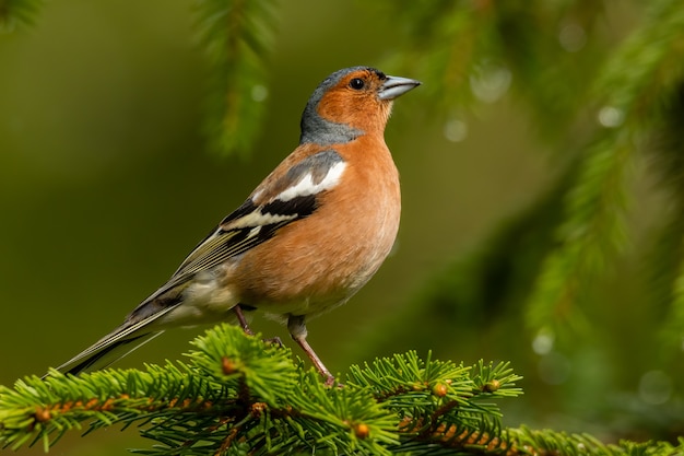 Gemeenschappelijke vink zittend op een dennentak