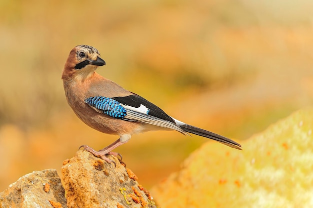 Gemeenschappelijke Vlaamse gaai of Garrulus glandarius, zangvogel uit de familie corvid.