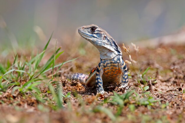 Gemeenschappelijke vlinderhagedis Reptielen van Thailand