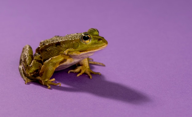 Gemeenschappelijke waterkikker voor een paarse achtergrond