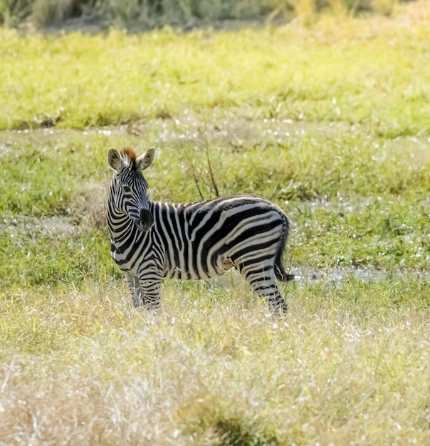 Gemeenschappelijke Zebra baby Kruger National Park Zuid-Afrika