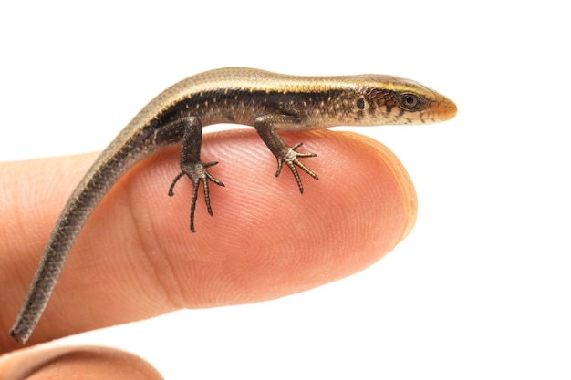 gemeenschappelijke zon skink hagedis op wit wordt geïsoleerd