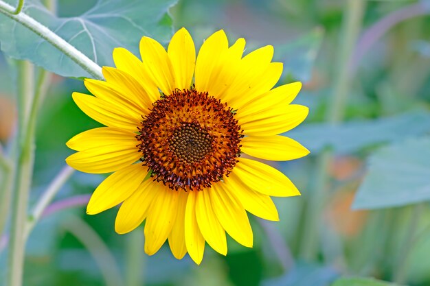 Gemeenschappelijke Zonnebloem Helianthus annuus Close-up