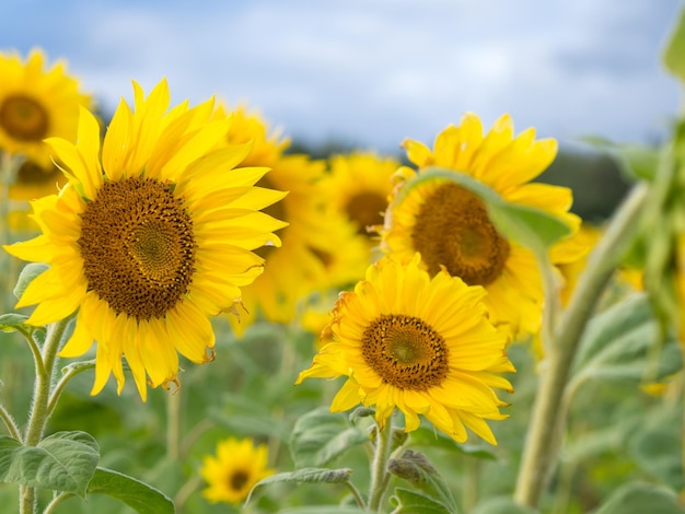 Gemeenschappelijke zonnebloem Helianthus annuus veldlandbouw concept zonnebloemzaden