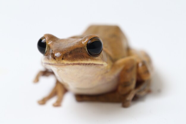 Foto gemeenschappelijke zuidoost-aziatische boomkikker die op wit wordt geïsoleerd