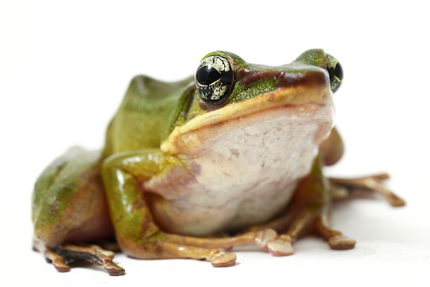 Gemeenschappelijke Zuidoost-Aziatische Groene Boomkikker die op witte achtergrond wordt geïsoleerd