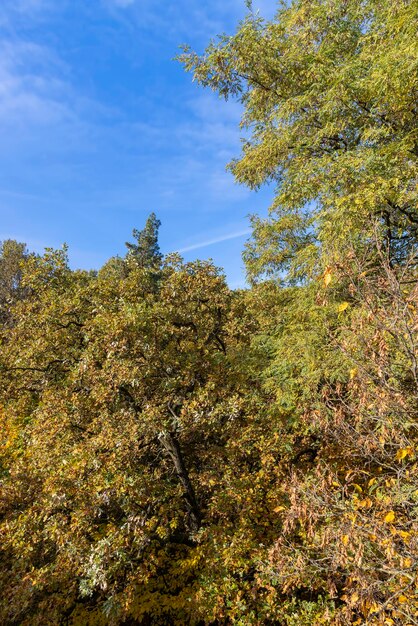 Gemengd bos in de herfst met verschillende loofbomen