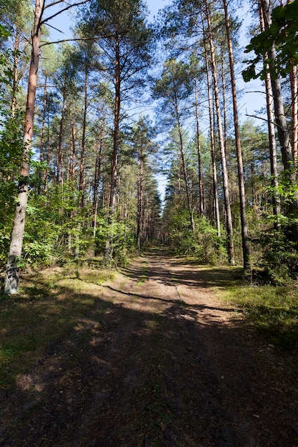 Gemengd bos in de herfst