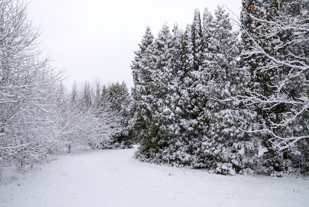 Gemengd bos in de wintersneeuw