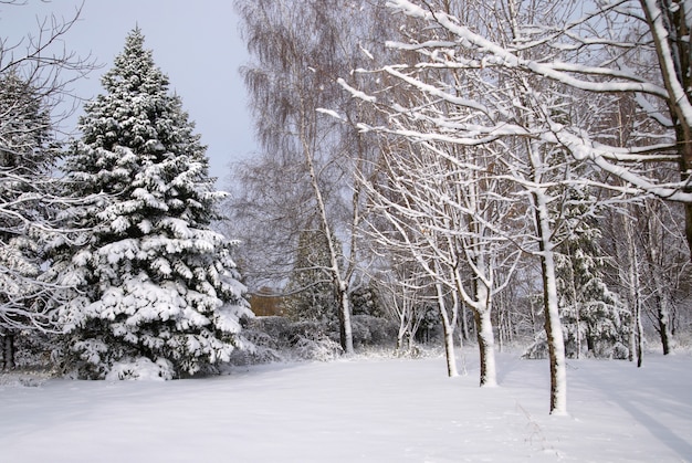 Gemengd bos in de wintersneeuw