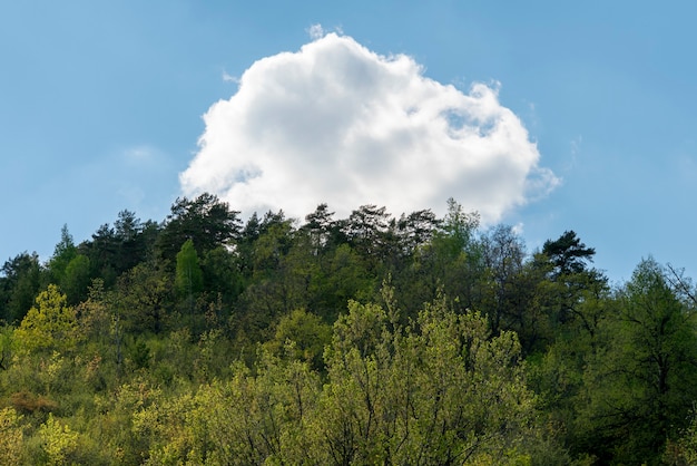 Foto gemengd bos tegen de hemel.