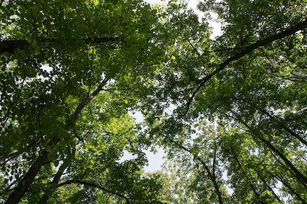 Gemengd groen bos bodem punt uitzicht wildlife