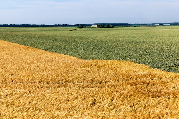 Gemengd landbouwgebied met verschillende granen