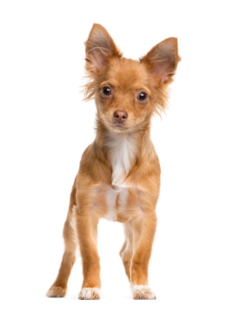 Gemengd ras hond staan voor de camera