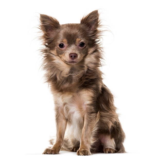 Gemengd ras hond zit tegen een witte achtergrond