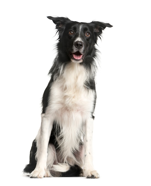 Gemengd ras hond zitten en kijken naar de camera