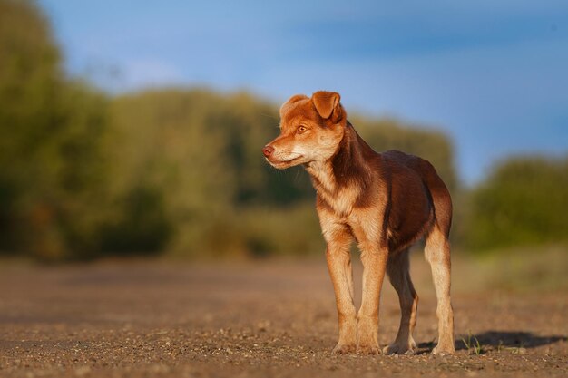 gemengd ras mooie rode hond mutt buiten in de zomer