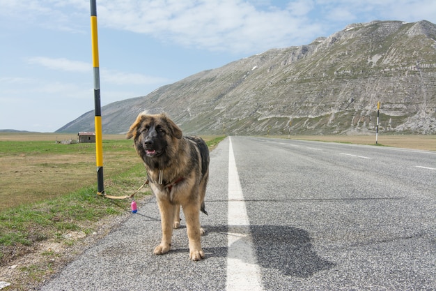 Gemengd ras op de weg in de bergen