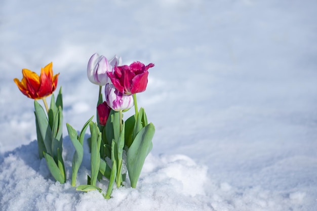 Gemengde kleur tulpen onder lentesneeuw in april Abnormale neerslag in de lente