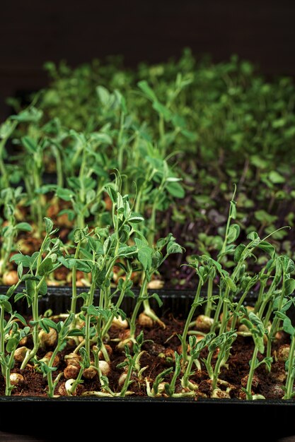 Gemengde microgreens in vak op houten tafel