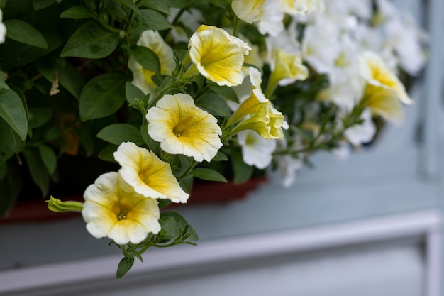 Gemengde petunia bloemen