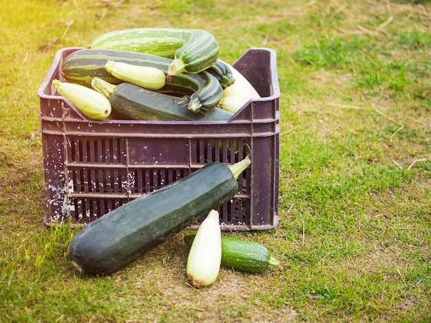 Gemengde witte en groene courgette in een doos in een moestuin op het gras oogstende courgette