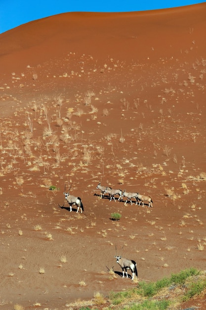 Photo gemsbok antelope namibia africa