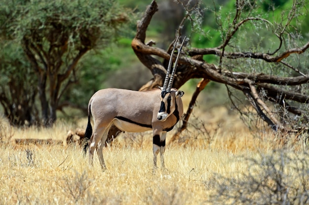 Gemsbok antilope (Oryx gazella) loopt