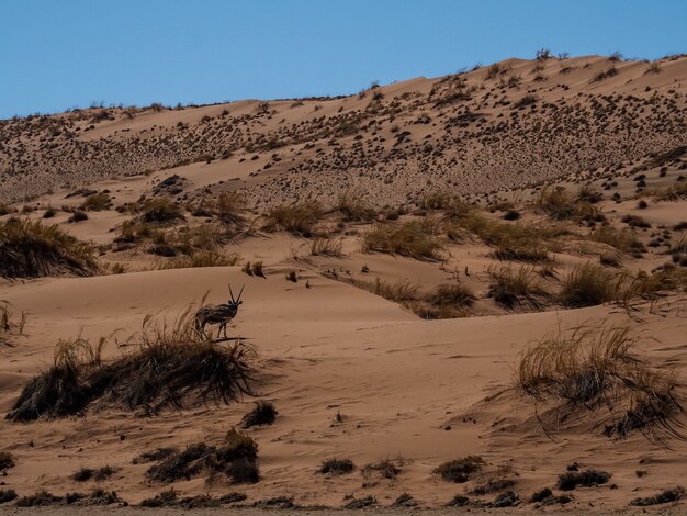 Gemsbok die in enorme weidewoestijn lopen onder blauwe hemel