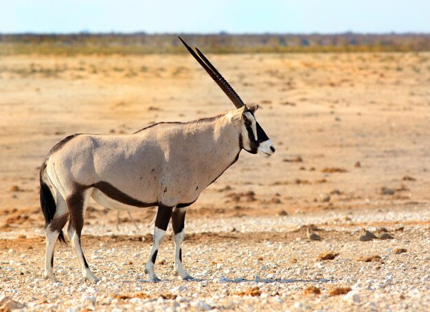 Photo gemsbok on field